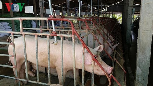 gia lon o tien giang tang ki luc nguoi nuoi lai lon