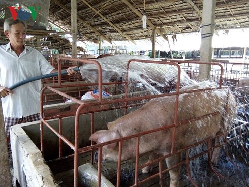 gia lon o tien giang tang ki luc nguoi nuoi lai lon