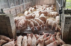 Giá heo (lợn) hơi hôm nay (21/11): Bình quân miền Bắc thấp nhất nước