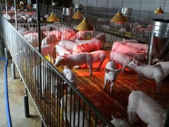 Dự báo giá heo hơi xuất chuồng ngày 14/8: Tháng cô hồn, giá heo liệu có tiếp tục giảm?