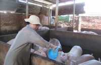 thit lon giu gia cao vi khau trung gian