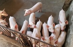Dự báo giá heo hơi xuất chuồng ngày 18/8: Giá heo hơi có nhiều biến động khó lường