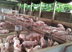 Dự báo giá heo hơi xuất chuồng ngày 21/8: Sau miền Bắc lại đến miền Trung rớt giá