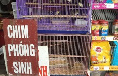 Rằm tháng 7: Chim phóng sinh khan hiếm, lồng có bao nhiêu mua hết