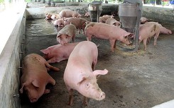 Dự báo giá heo hơi xuất chuồng ngày 27/8: Giá heo hơi tiếp tục điều chính giá bán?