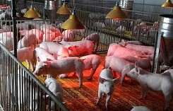 Dự báo giá heo (lợn) hơi ngày 16/10: Lợn tăng giá nhưng nông dân không nôn nóng tăng đàn