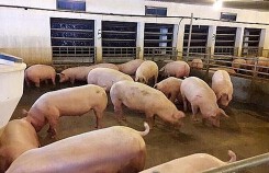 Giá heo (lợn) hơi hôm nay (27/12): Dứt đà giảm, quay đầu tăng nhẹ
