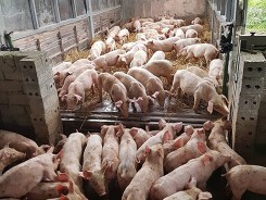 Dự báo giá heo hơi xuất chuồng ngày 14/9: Giá heo hơi miền Bắc tiếp tục đà tăng mạnh