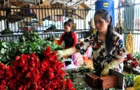 can le 2010 hoa hong da lat tang gia gap 2 3 lan