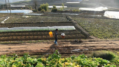 Nông dân Trung Quốc cưỡi xe tự cân bằng đi làm đồng nong dan trung quoc cuoi xe tu can bang di lam dong