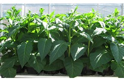 Chỉnh sửa gene giúp cây trồng cần ít nước hơn
