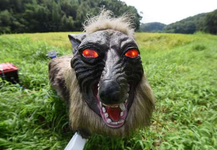 robot cho soi ho tro nong dan nhat bao ve mua mang truoc cac loai pha hoai