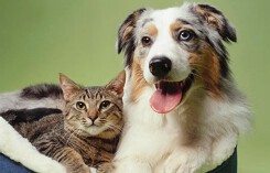 Nghiên cứu đếm tế bào thần kinh: chó \