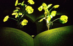 Cây phát sáng thay thế đèn điện