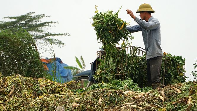 can canh hang tan cu cai nong dan ha noi vut bo trang dong