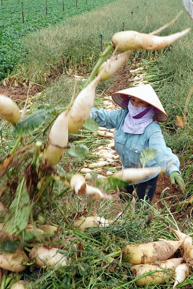 can canh hang tan cu cai nong dan ha noi vut bo trang dong