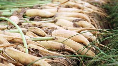 Cận cảnh hàng tấn củ cải nông dân Hà Nội vứt bỏ trắng đồng