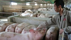 Dự báo giá heo hơi xuất chuồng ngày 2/6: Thị trường khó đoán
