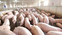 Dự báo giá heo hơi ngày 3/6: Bao giờ giá heo hơi giảm?