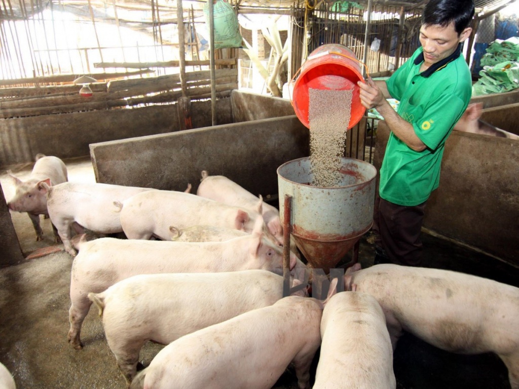 du bao gia heo hoi ngay 236 nhieu noi tang 1000 dongkg