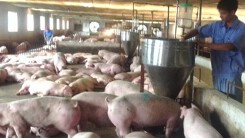 Dự báo giá heo hơi ngày 27/6: Giá có thể tiếp đà tăng