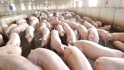 Dự báo giá heo hơi ngày 3/7: Thức ăn chăn nuôi tăng giảm khó đoán