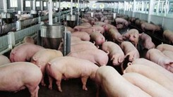 Dự báo giá heo hơi ngày 18/7: Giá lợn con bất ngờ 'nhảy múa' theo lợn hơi