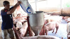 Dự báo giá heo hơi ngày 11/7: Miền Bắc vẫn giữ giá cao nhất thị trường