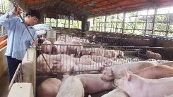 Dự báo giá heo hơi ngày 17/7: Lo giá heo xuống mức 'rẻ bèo'
