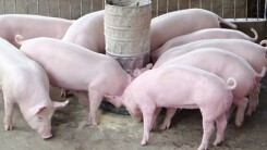 Dự báo giá heo hơi ngày 24/7: Giá heo ba miền chạm mức khá cao