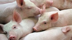 Dự báo giá heo hơi ngày 3/8: Nhiều tỉnh thành giá heo bắt đầu giảm nhẹ