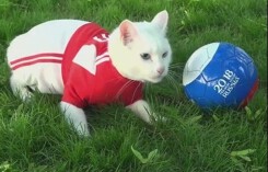 Trước mèo Achiles, đã từng có những 'nhà tiên tri' động vật nổi tiếng nào tại World Cup?
