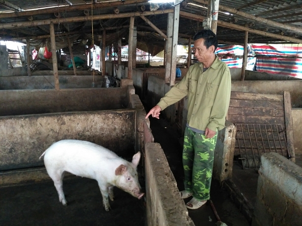 Hàng nghìn trang trại lợn tại Hà Nam bỏ hoang vì giá lợn thấp hang nghin trang trai lon tai ha nam bo hoang vi gia lon thap