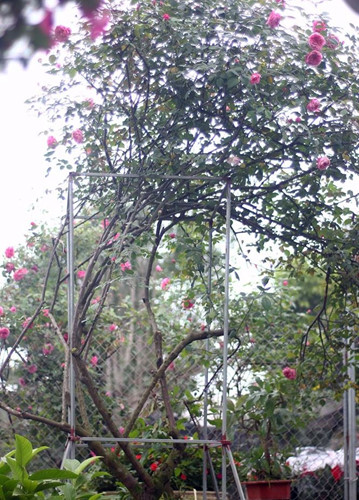 ngam nhung goc hong co sieu dat do cua dai gia viet