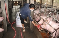 gia heo hoi hom nay 253 cuoi tuan thi truong on dinh doi gia tang