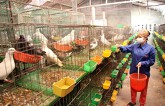 Siết chặt các điều kiện chăn nuôi