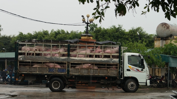 cho dau moi lon ha nam nhon nhip nhung ngay lon tang gia