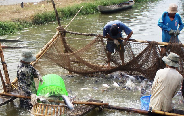 thuong lai trung quoc ra suc mua ca tra viet dem tang trong roi xuat khau