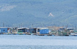 Cần kiểm soát chặt  tôm hùm giống nhập ngoại