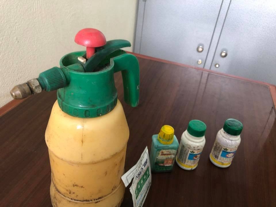 nguoi dan ong phun thuoc diet co lam chet hang loat quat ban tet