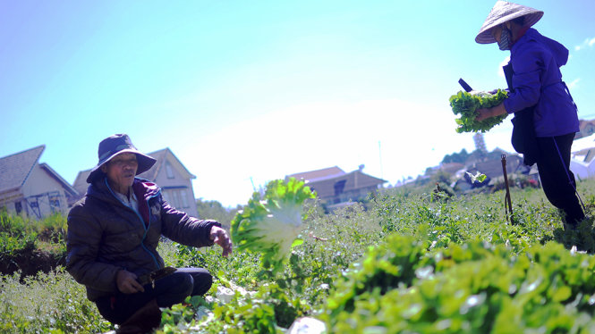 rau hoa da lat rot gia the tham