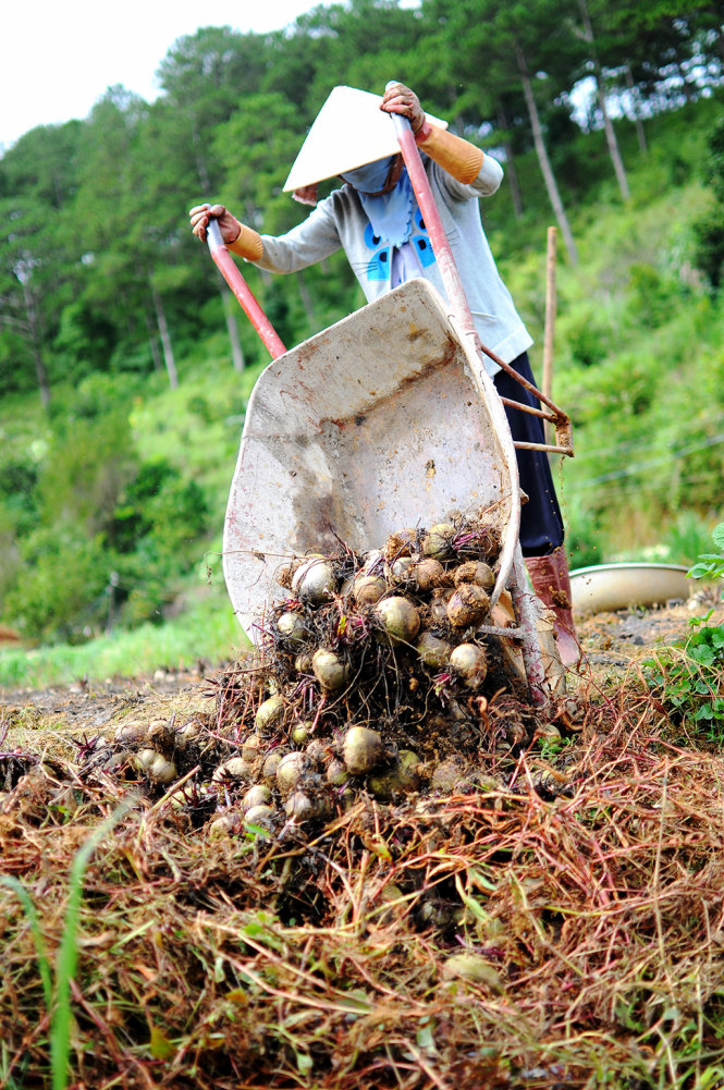 rau hoa da lat rot gia the tham