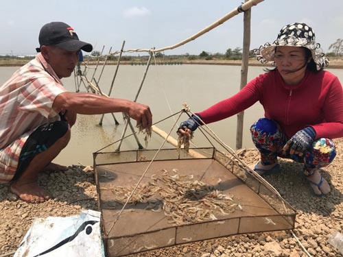 khoi to vu dau doc 2 ao tom tien ty o soc trang