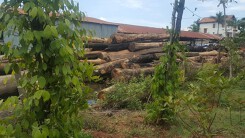 Gỗ lậu của Phượng râu qua trạm dễ dàng