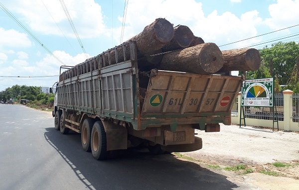 vu trum go lau phuong rau tiet lo soc tu cuc kiem lam