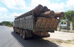 Vụ trùm gỗ lậu Phượng 