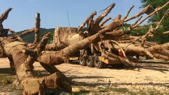 Đại gia có vợ nghi bị bắt cóc là 'ông trùm' chở 3 cây 'quái thú'