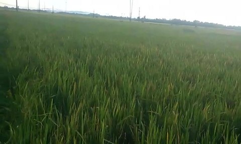 phat hien hai anh em be trai chet bat thuong duoi ruong lua