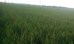 Phát hiện hai anh em bé trai chết bất thường dưới ruộng lúa
