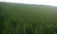 lo hang dung cu kich duc bi phat hien tai cang cat lai